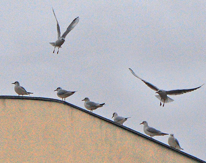 mouettes